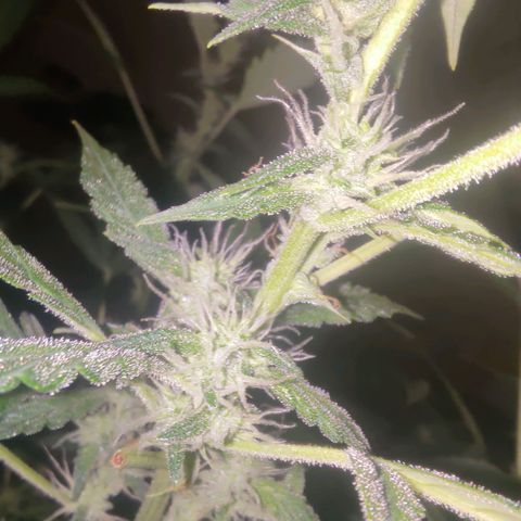 Apricot Auto Fastbuds  growlog timeline photo