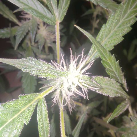 Apricot Auto Fastbuds  growlog timeline photo