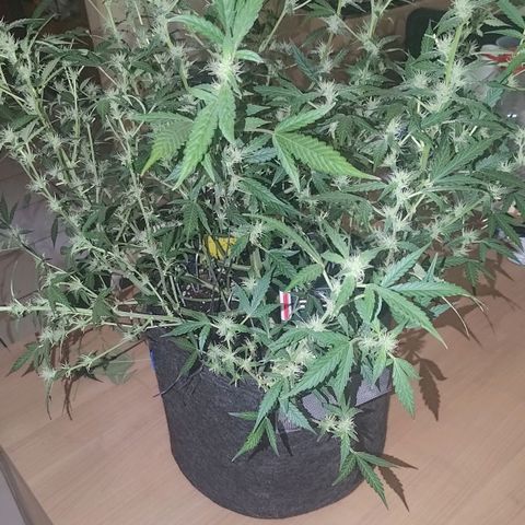 Apricot Auto Fastbuds  growlog timeline photo