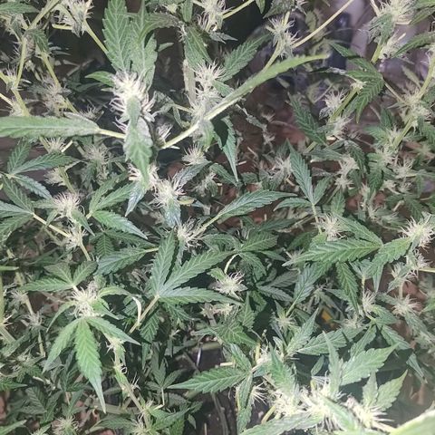 Apricot Auto Fastbuds  growlog timeline photo