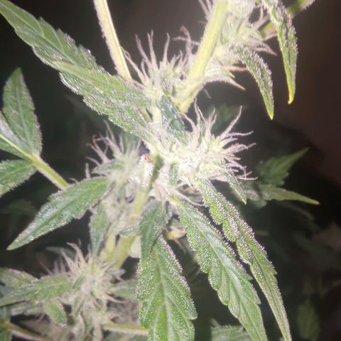 Apricot Auto Fastbuds  growlog timeline photo