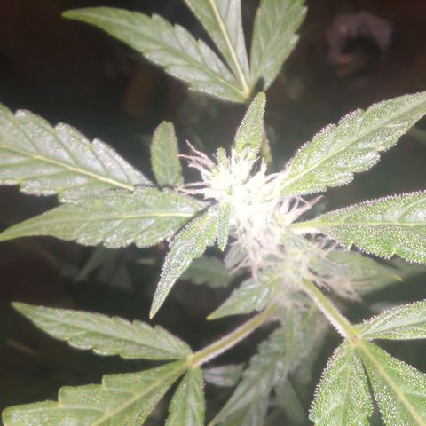 Apricot Auto Fastbuds  growlog timeline photo