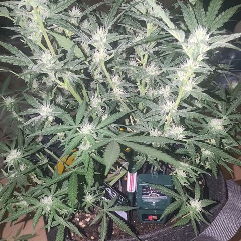 Bubblegum Auto Fastbuds  growlog timeline photo