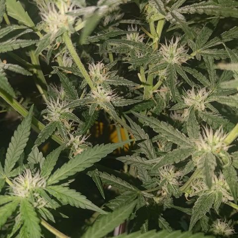 Bubblegum Auto Fastbuds  growlog timeline photo