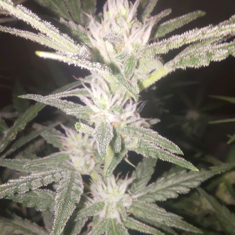 Bubblegum Auto Fastbuds  growlog timeline photo