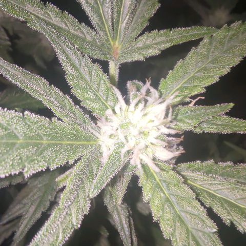 Bubblegum Auto Fastbuds  growlog timeline photo