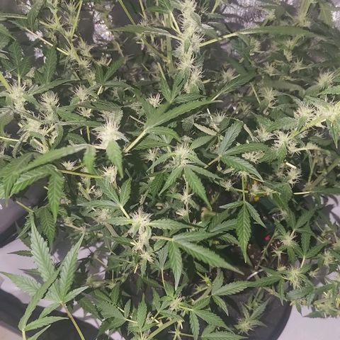 Apricot Auto Fastbuds  growlog timeline photo