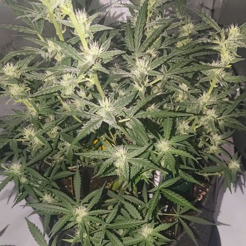 Bubblegum Auto Fastbuds  growlog timeline photo