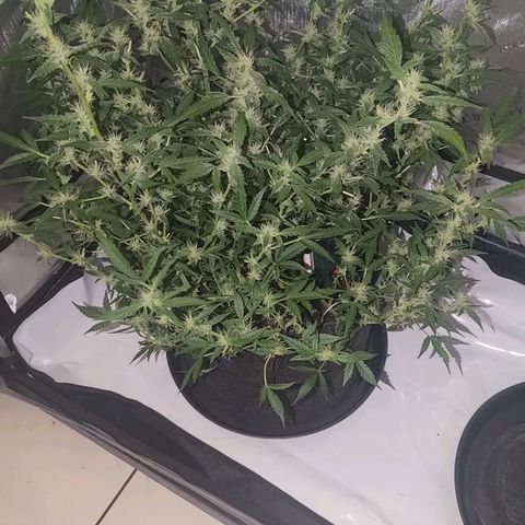 Apricot Auto Fastbuds  growlog timeline photo