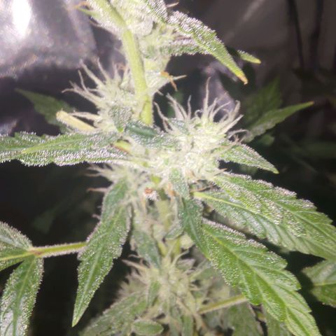 Apricot Auto Fastbuds  growlog timeline photo