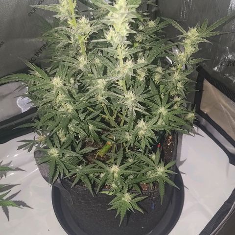Bubblegum Auto Fastbuds  growlog timeline photo