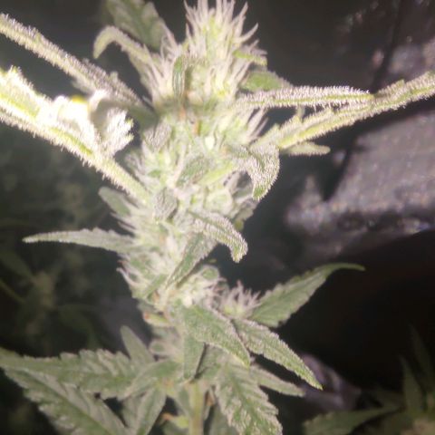 Bubblegum Auto Fastbuds  growlog timeline photo
