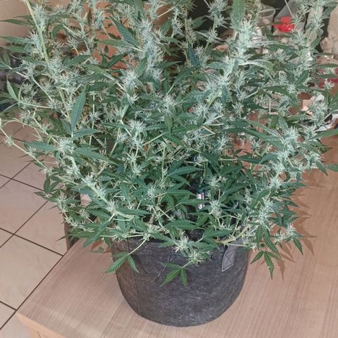 Apricot Auto Fastbuds  growlog timeline photo