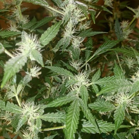 Apricot Auto Fastbuds  growlog timeline photo