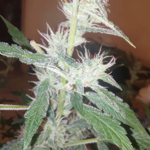 Apricot Auto Fastbuds  growlog timeline photo
