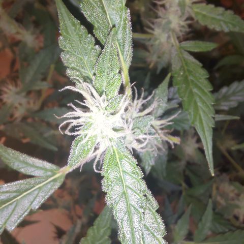 Apricot Auto Fastbuds  growlog timeline photo