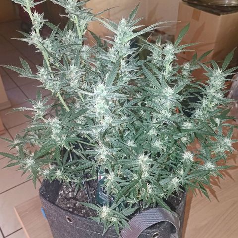 Bubblegum Auto Fastbuds  growlog timeline photo