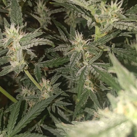 Bubblegum Auto Fastbuds  growlog timeline photo