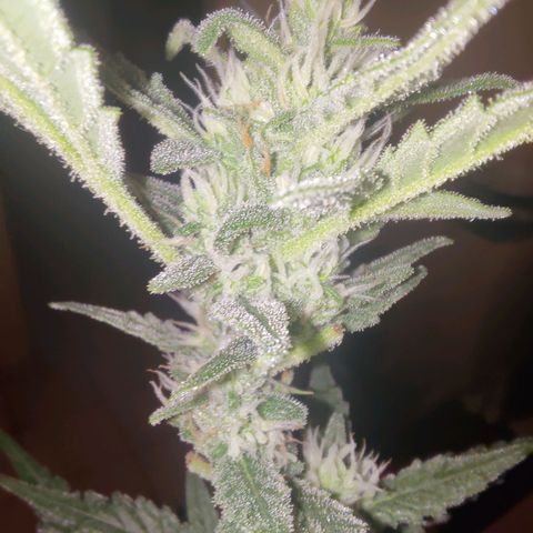 Bubblegum Auto Fastbuds  growlog timeline photo