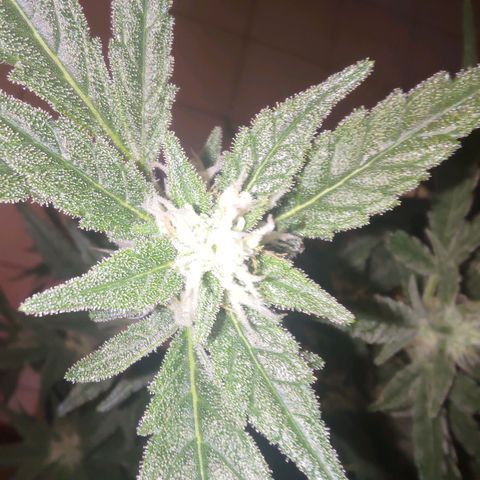 Bubblegum Auto Fastbuds  growlog timeline photo