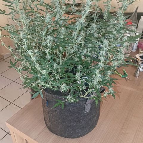 Apricot Auto Fastbuds  growlog timeline photo