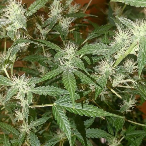 Apricot Auto Fastbuds  growlog timeline photo