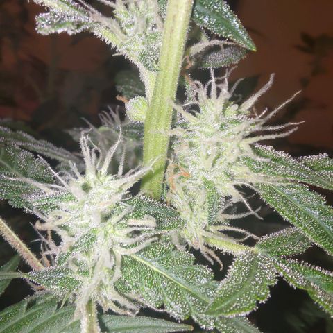 Apricot Auto Fastbuds  growlog timeline photo