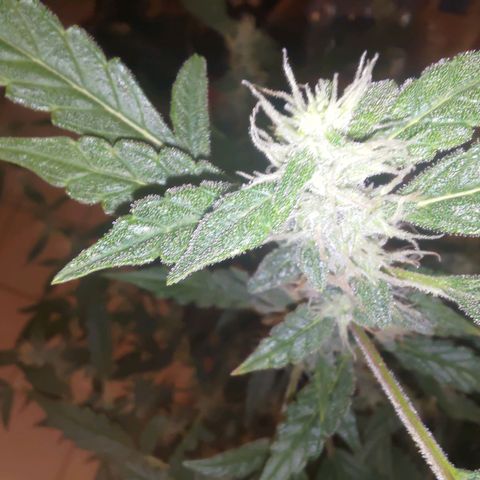 Apricot Auto Fastbuds  growlog timeline photo