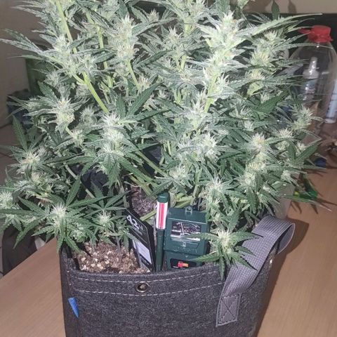 Bubblegum Auto Fastbuds  growlog timeline photo