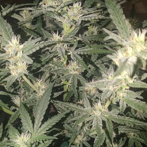Bubblegum Auto Fastbuds  growlog timeline photo
