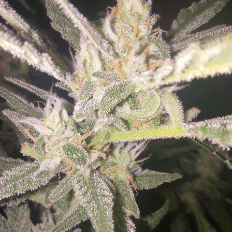 Bubblegum Auto Fastbuds  growlog timeline photo
