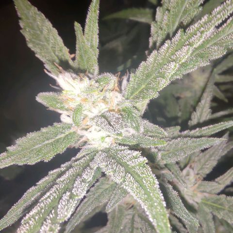 Bubblegum Auto Fastbuds  growlog timeline photo