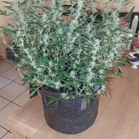 Apricot Auto Fastbuds  growlog timeline photo