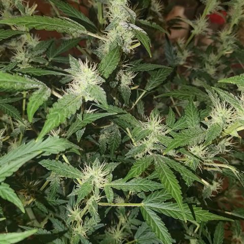Apricot Auto Fastbuds  growlog timeline photo