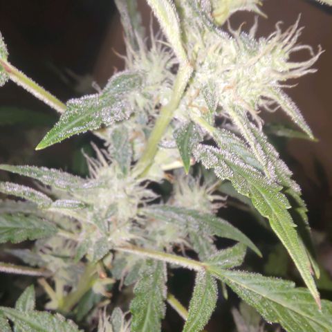 Apricot Auto Fastbuds  growlog timeline photo