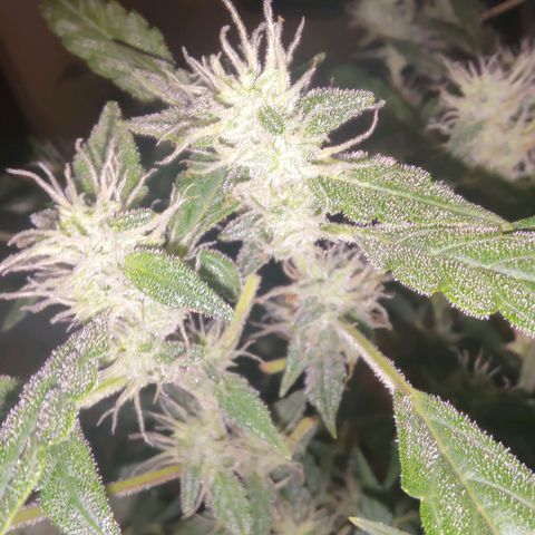 Apricot Auto Fastbuds  growlog timeline photo