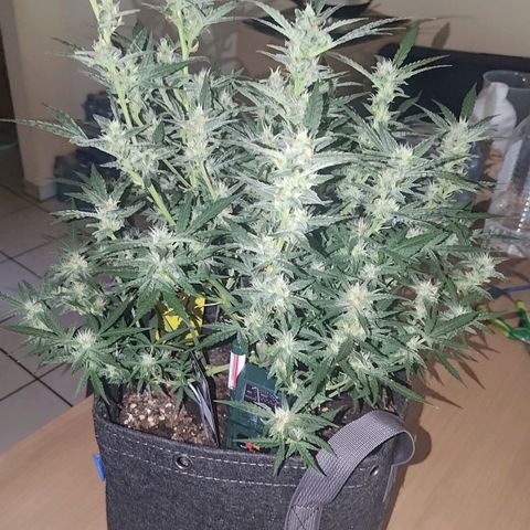 Bubblegum Auto Fastbuds  growlog timeline photo