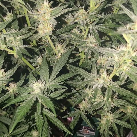 Bubblegum Auto Fastbuds  growlog timeline photo
