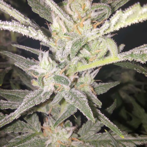 Bubblegum Auto Fastbuds  growlog timeline photo