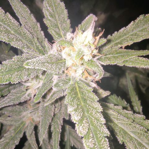 Bubblegum Auto Fastbuds  growlog timeline photo