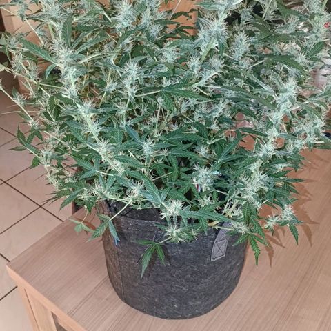 Apricot Auto Fastbuds  growlog timeline photo
