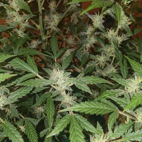 Apricot Auto Fastbuds  growlog timeline photo