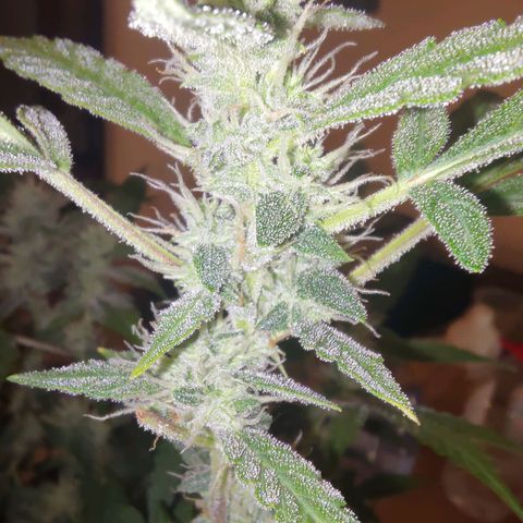 Apricot Auto Fastbuds  growlog timeline photo