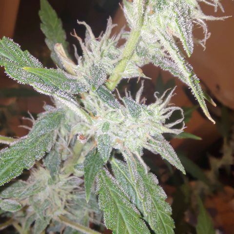 Apricot Auto Fastbuds  growlog timeline photo