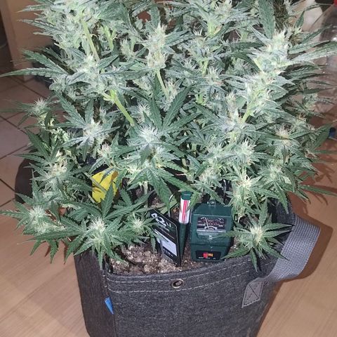 Bubblegum Auto Fastbuds  growlog timeline photo