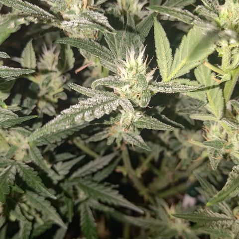 Bubblegum Auto Fastbuds  growlog timeline photo