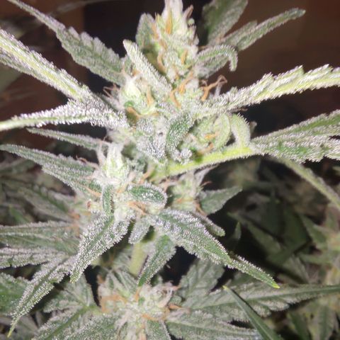 Bubblegum Auto Fastbuds  growlog timeline photo