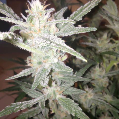 Bubblegum Auto Fastbuds  growlog timeline photo
