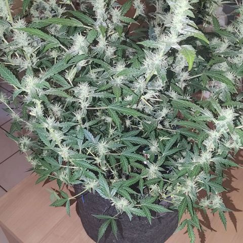 Apricot Auto Fastbuds  growlog timeline photo