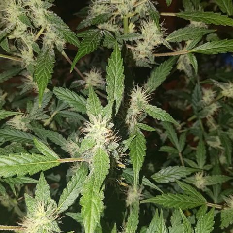 Apricot Auto Fastbuds  growlog timeline photo